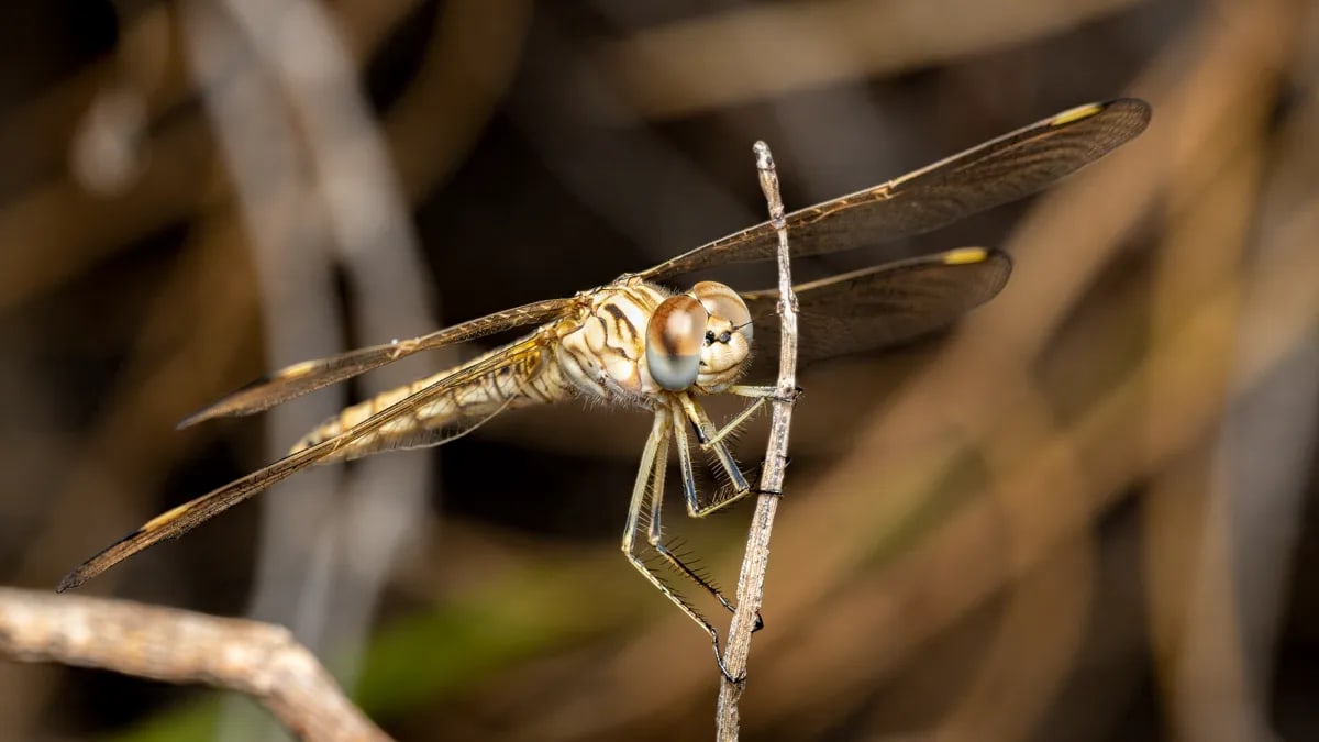 Detailed macro shot of a dragonfly resting on a branch, showcasing its compound eyes and transparent wings.